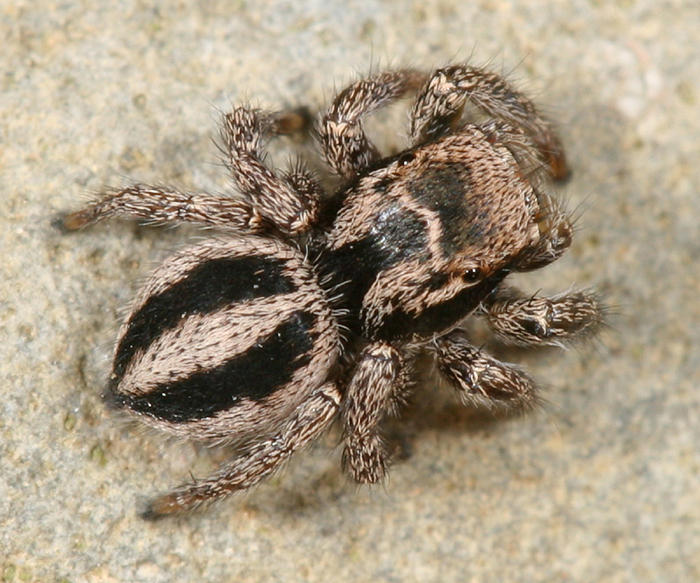 Habronattus calcaratus maddisoni