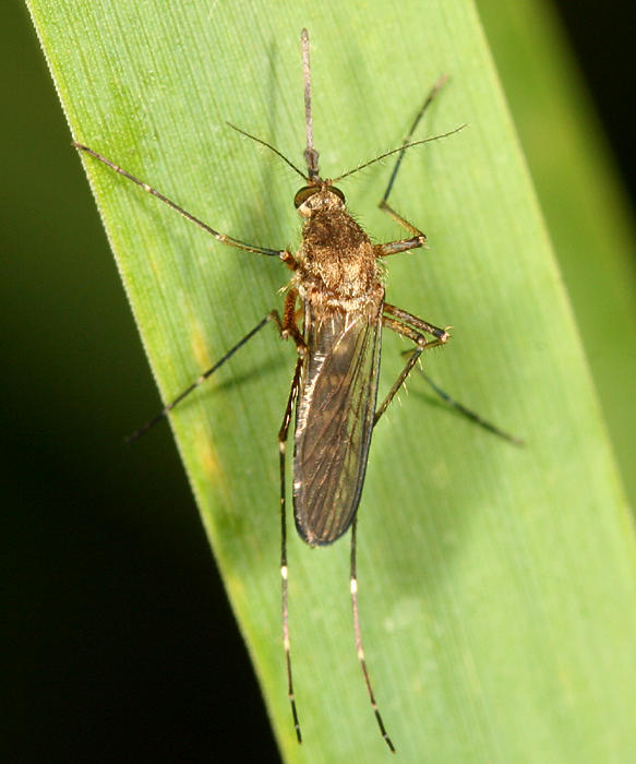 Aedes vexans