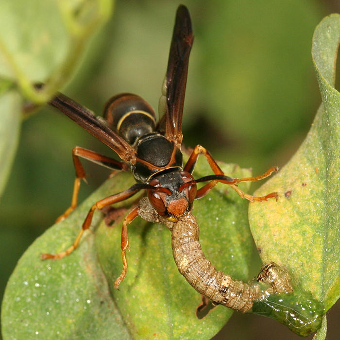 Northern Paper Wasp - Polistes fuscatus (eating a caterpillar)