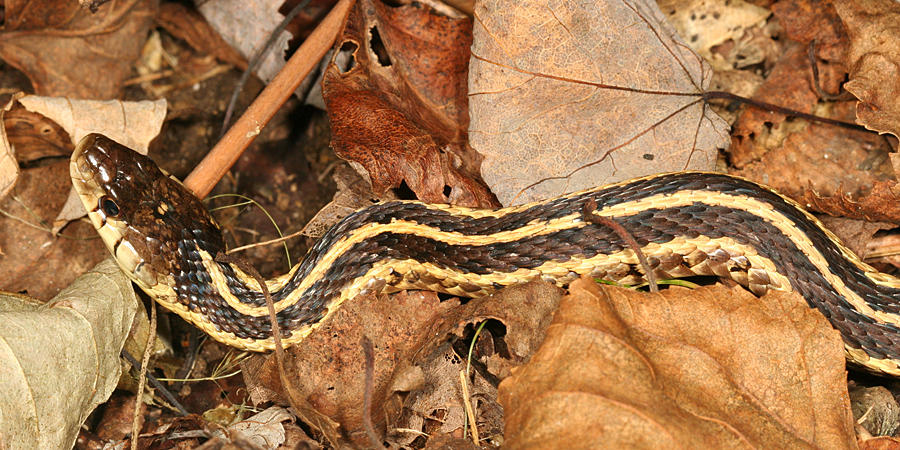 Garter Snake - Thamnophis sirtalis