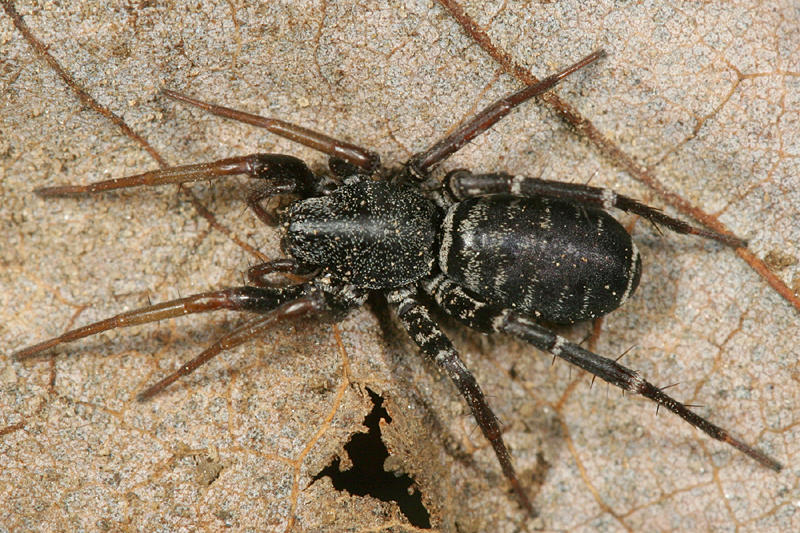 Castianeira longipalpa