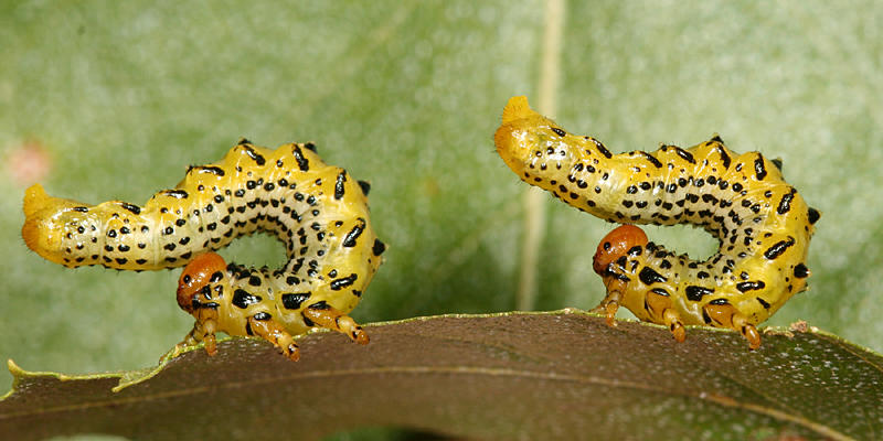 Birch Sawfly - Arge pectoralis