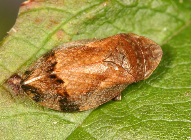 Diamond-backed Spittlebug - Lepyronia quadrangularis