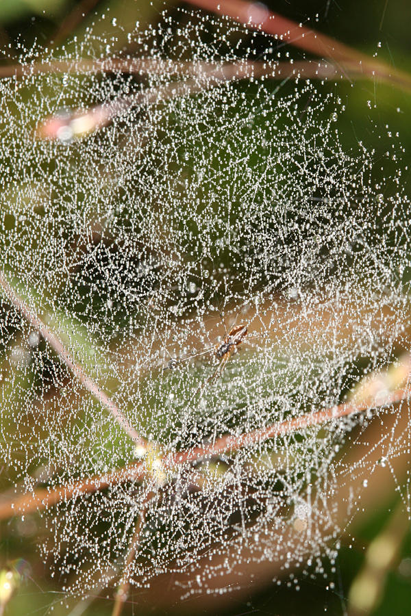 Misty spider web and spider