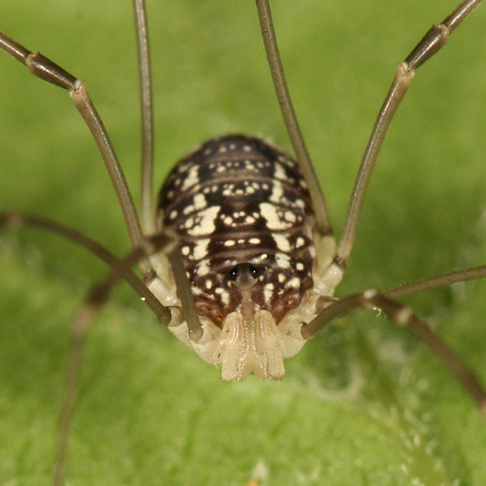 Leiobunum sp.