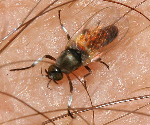 Black Fly - Simuliidae
