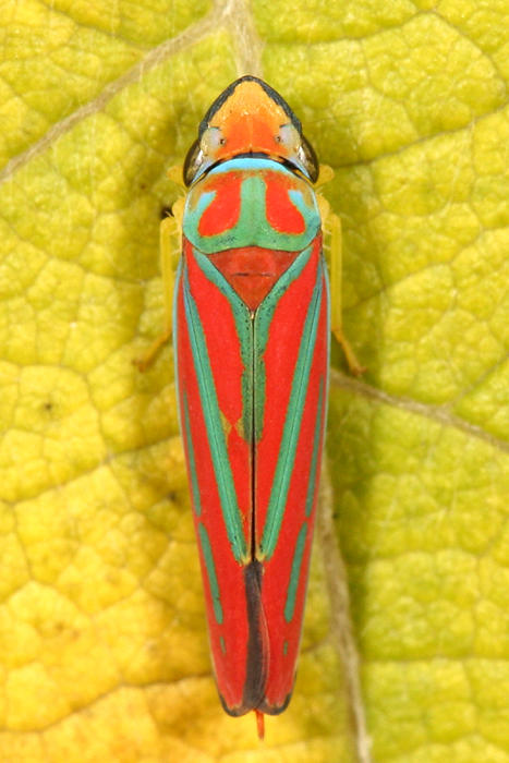 Red-banded Leafhopper - Graphocephala coccinea