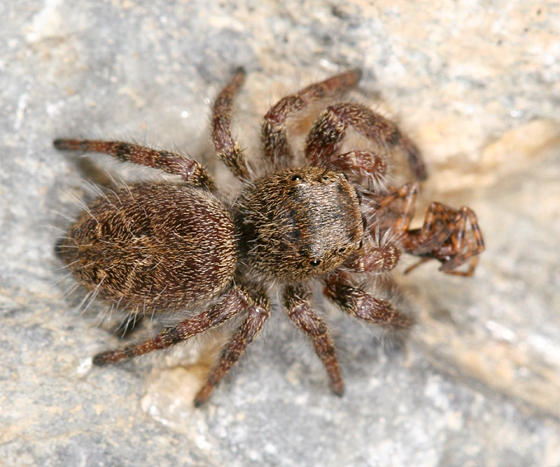 Phidippus princeps (eating another spider)