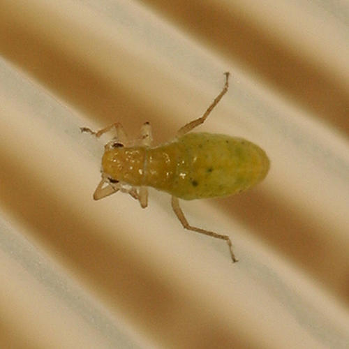 Essigella sp.