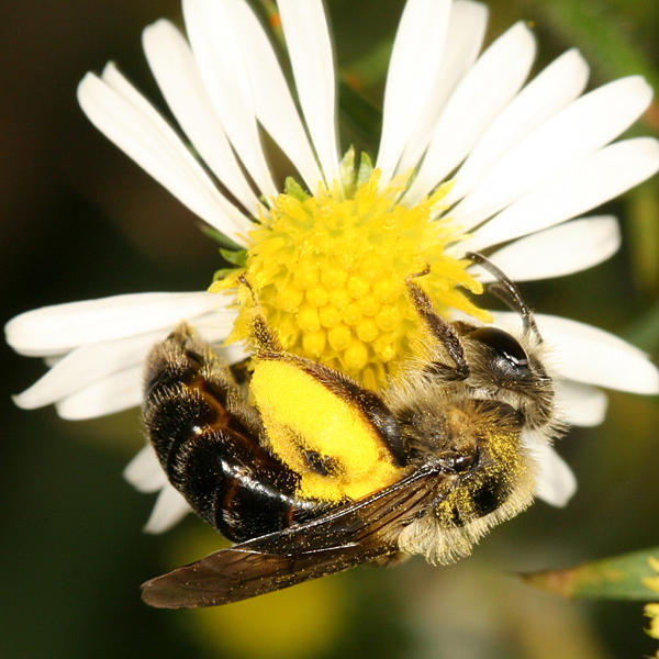 Andrena asteris