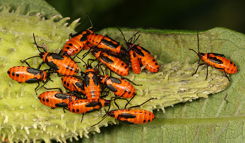 Large Milkweed Bug nymphs - Oncopeltus fasciatus