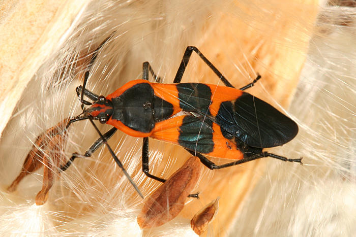 Large Milkweed Bug - Oncopeltus fasciatus