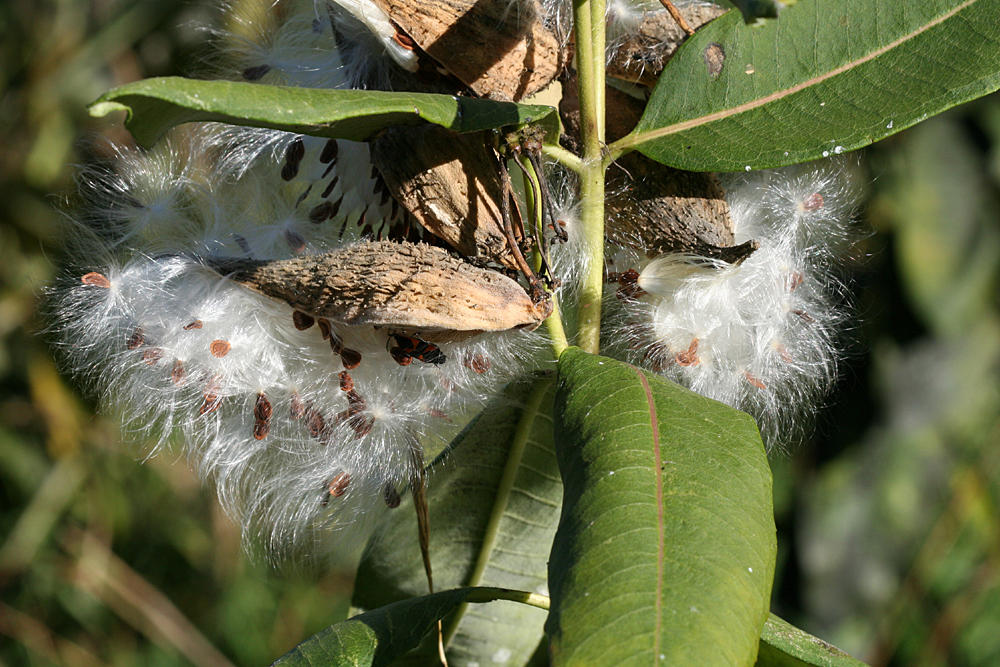 Milkweed seeds