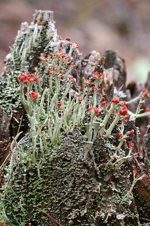 British Soldier lichen - Cladonia cristatella