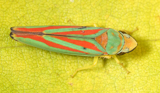 Red-banded Leafhopper - Graphocephala coccinea