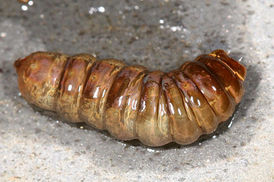 Leptotarsus testaceus larva