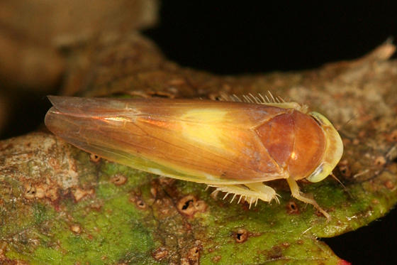 Colladonus setaceus