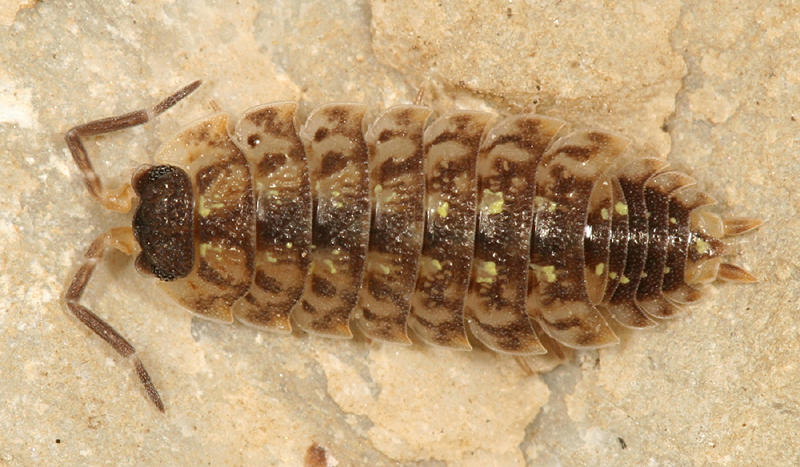 Porcellio spinicornis