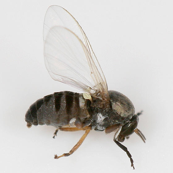 Simulium sp.