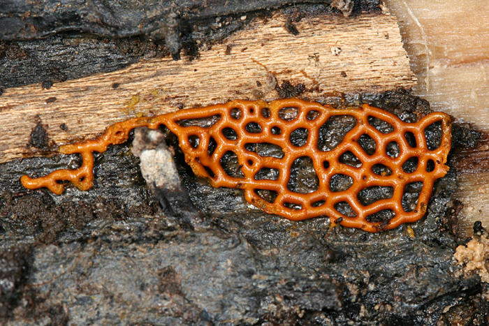 Hemitrichia serpula (Pretzel Slime)