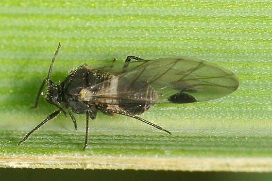 White-banded Dogwood Aphid - Anoecia cornicola