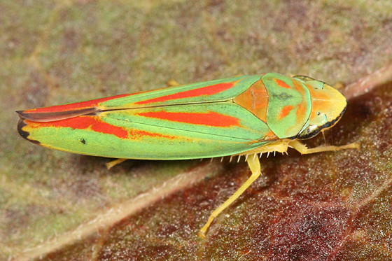 Graphocephala fennahi