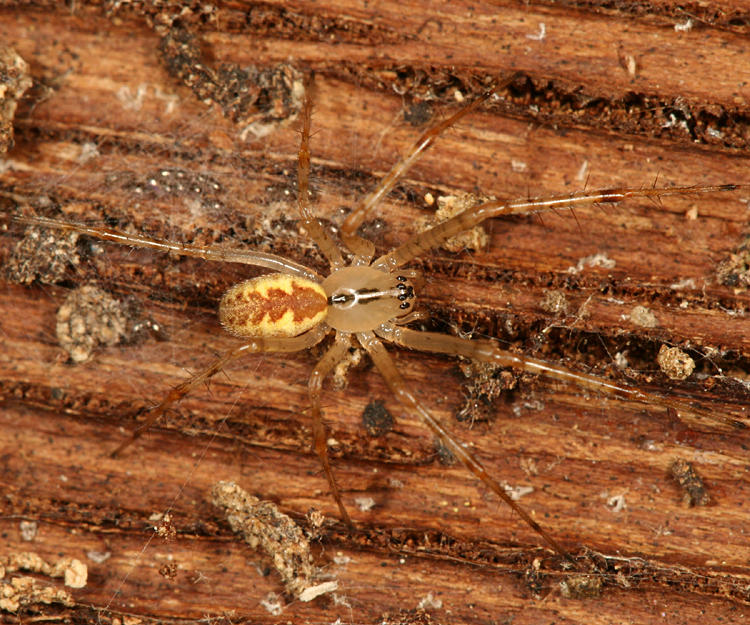 Pityohyphantes costatus