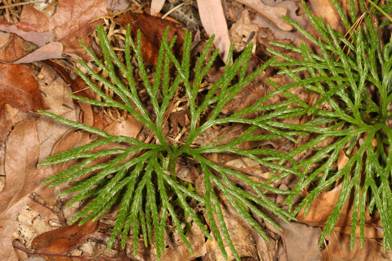 Southern Ground Cedar - Diphasiastrum digitatum