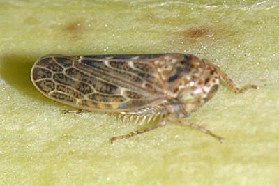 Leafhoppers genus Euscelidius