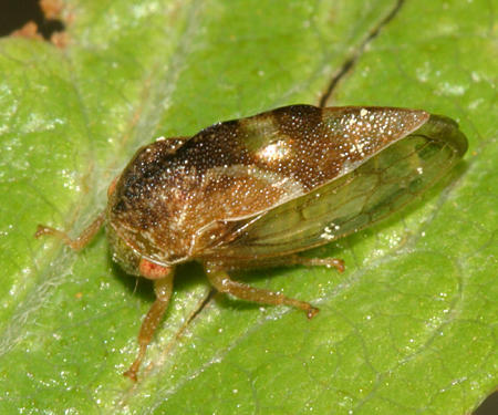 Cyrtolobus griseus (probably)