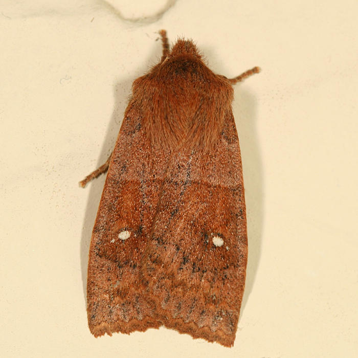 9934 - Franclemonts Sallow - Eupsilia cirripalea