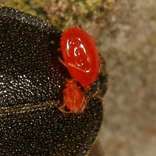 Erythraeoidea