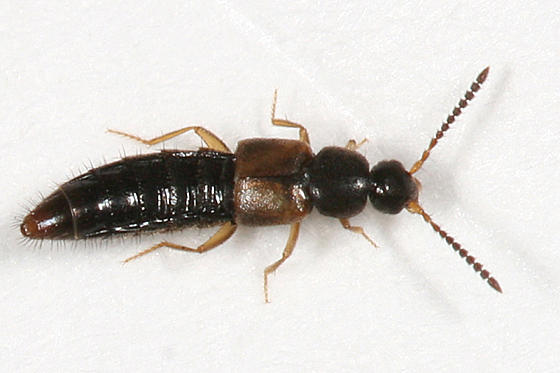 Atheta sp.