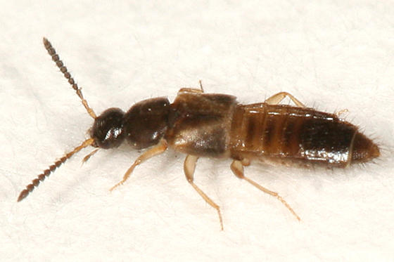 Atheta sp.
