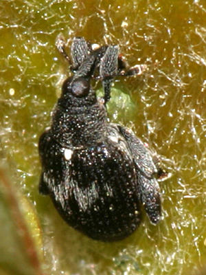 Tachyerges niger