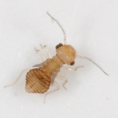 (early nymph) Ectopsocus briggsi