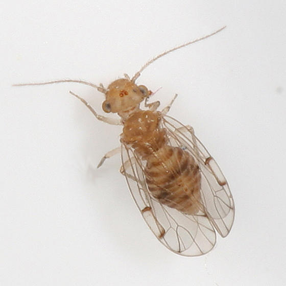 Ectopsocus briggsi
