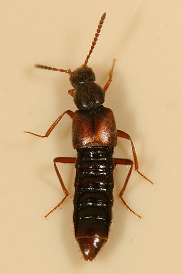 Gennadota canadensis