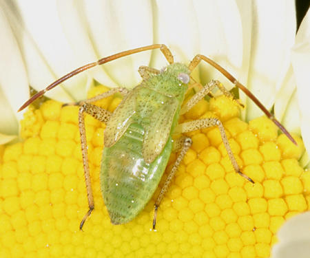 Alfalfa Plant Bug nymph - Adelphocoris lineolatus