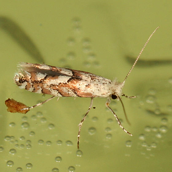 0736  Aspen Leaf Blotch Miner Moth  Phyllonorycter apparella