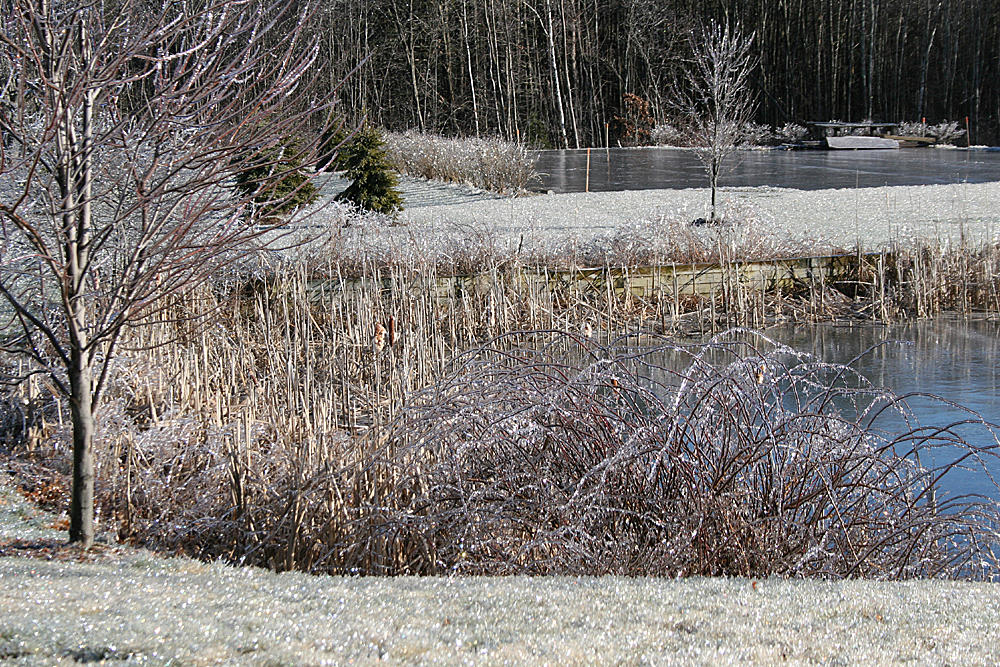 Ice Covered Plants