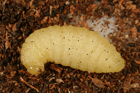 Wasp Larva