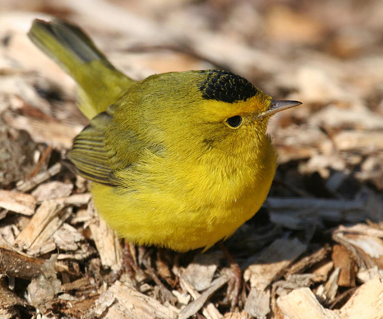 Wilsonw Warbler - Cardellina pusilla