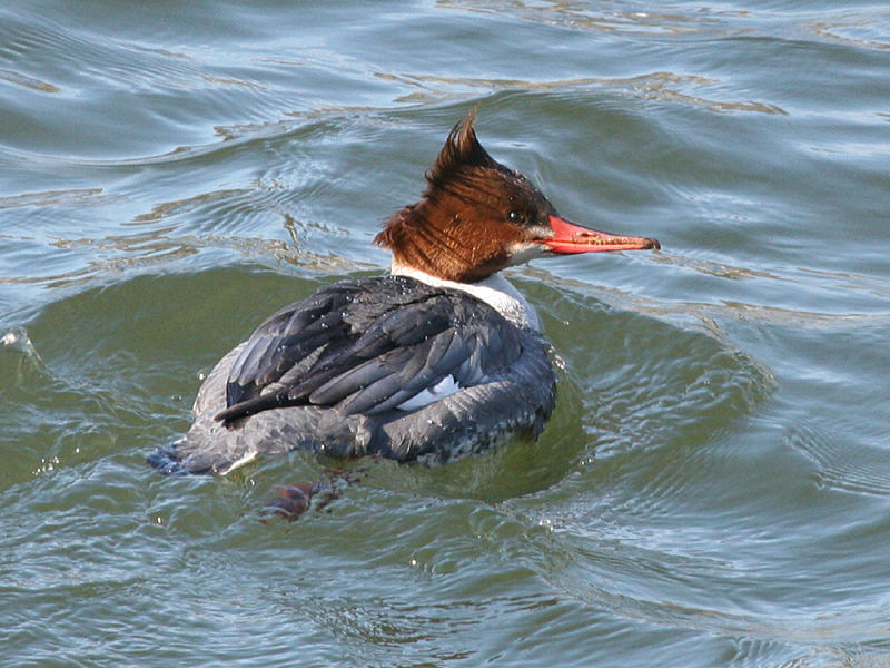 Common Merganser - Mergus merganser (female)