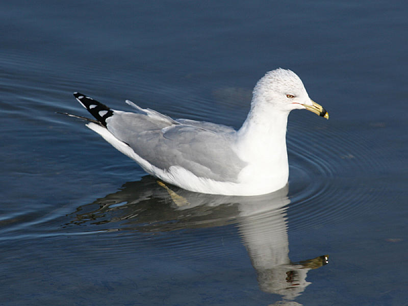 Ring-billed Gull - Larus delawarensis