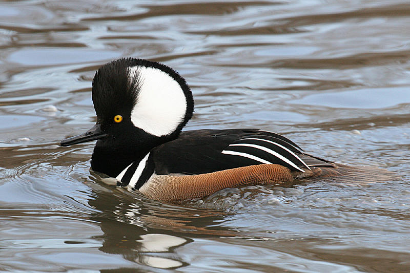 Hooded Merganser - Lophodytes cucullatus (male)