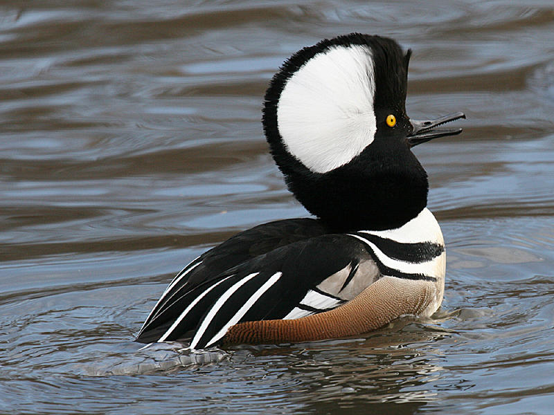 Hooded Merganser - Lophodytes cucullatus