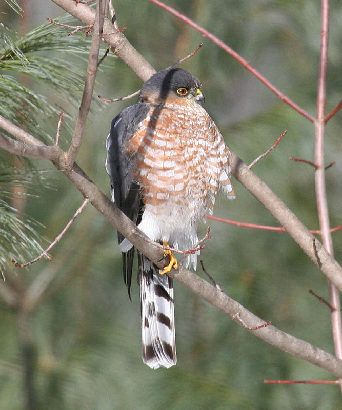 Sharp-shinned Hawk - Accipiter striatus