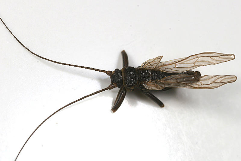 Oemopteryx glacialis