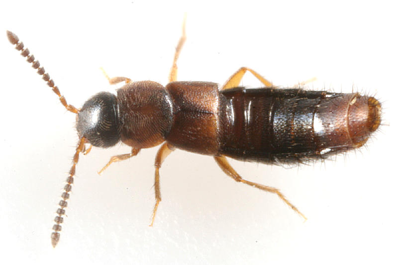 Atheta sp.